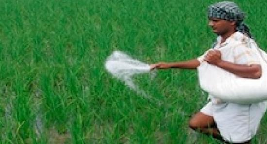 Agriculture Ministry to import 25,000 MT urea